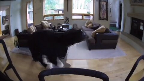Dog Alerts Owner That There's A Bear In The House!