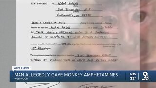 Man faces charges after allegedly giving his pet monkey drugs