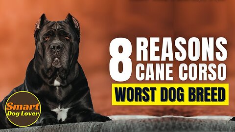 8 Reasons Cane Corso Might Just Be The Worst Dog Breed