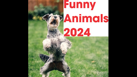 Funny Animals Videos 2020🤣Best Of The 2020 Funny Animal Videos
