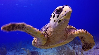 Join a baby Hawksbill sea turtle on its journey over the reef