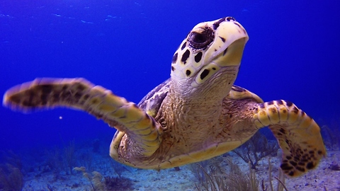 Join a baby Hawksbill sea turtle on its journey over the reef