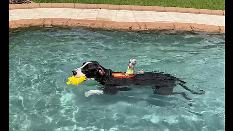 Funny Great Dane Takes Surfing Squirrel For A Swim
