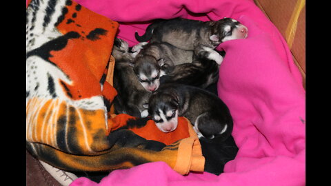 Siberian Husky puppies are born![5 of them] all Perfect!