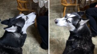 Howling husky harmonizes with online friends