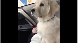 Moving Windshield Wipers Put Confused Puppy Into Hypnotic Trance