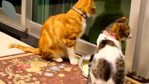 Funny cats kittens meowing compilation