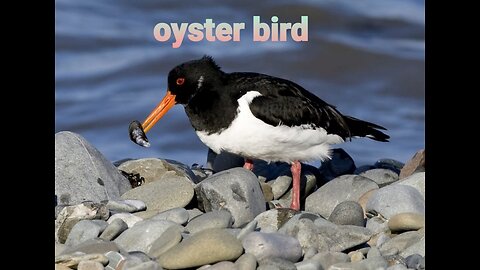 #Oyster#bird