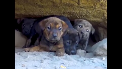 Abandoned Puppies Stuck In A Cave For Days.
