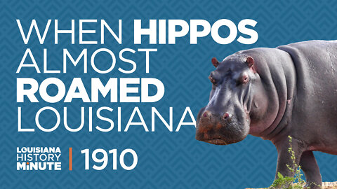 1910 | American Hippo Act - When Hippos Almost Roamed Louisiana | Louisiana History