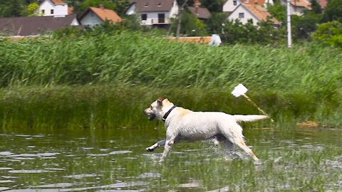 How a dogs run in water in slow motion| see it
