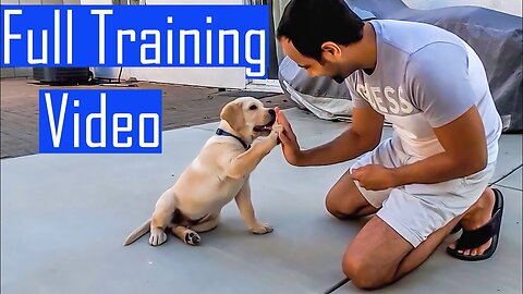 Puppy Learning and Performing Training Commands | Dog Showing All Training Skills