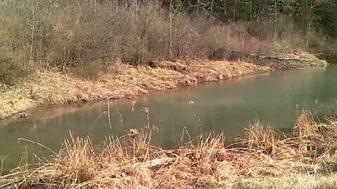 The Pond & Beavers - Big Component of the Farm Restoration Project