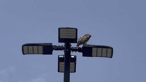 Rough Legged Hawk looking for lunch