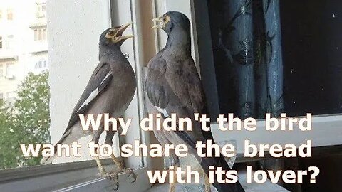 Why didn't the bird want to share the bread with its lover?