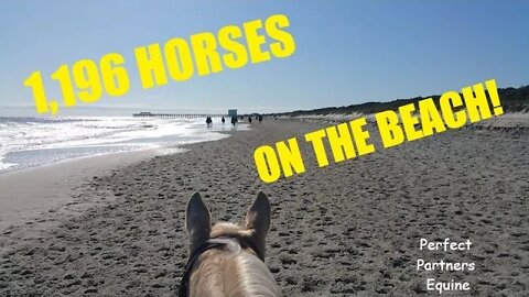 Riding Horses on the Beach! 1196 Horses on the beach in SC.