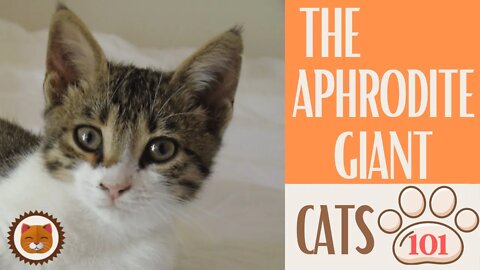 🐱 Cats 101 🐱 APHRODITE GIANT - Top Cat Facts about the APHRODITE GIANT #KittensCorner
