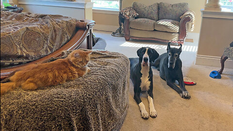 Funny Sassy Great Danes & Cat Pose Before Playtime - Cats Rule