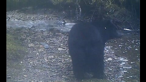 Black Bear at a Salmon Stream in SE Alaska #2