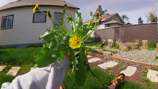 Backyard Foraging for Wild Edibles with Sergei Boutenko