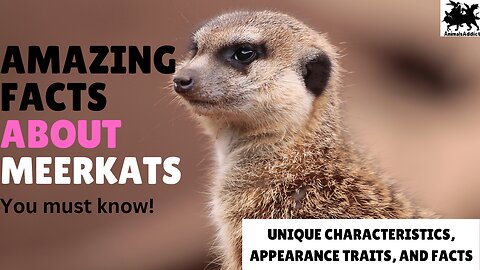Amazing Facts About Meerkat You Must Know | Meerkat Facts, Traits, Appearance | Animals Addict