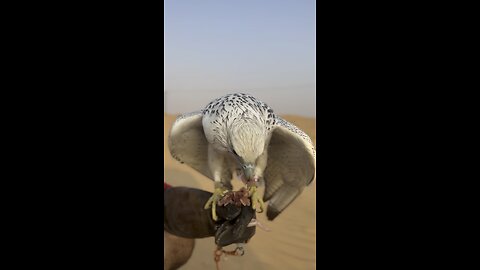 UAE falconry