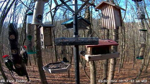 Pileated Woodpeckers - Male & Female