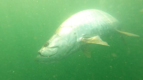 BIG Tampa Bay Skyway Tarpon - Fishing with cut Threadfins