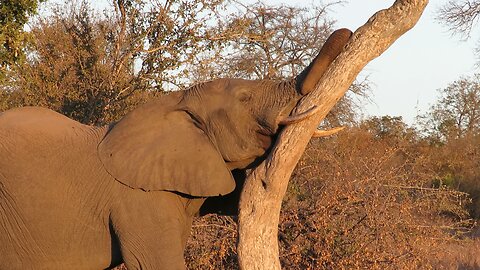 Sleepy Elephant Naps In Awkward And Hilarious Position