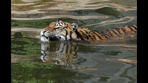 Surprising Tiger's Water Stunt: Unbelievable Act of "Drowning""