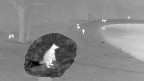 ATN OTS 4T 1.5-15x thermal monocular night vision of wild animals & Lost cat!