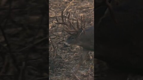 Biggest Missouri Buck We’ve EVER Hunted!