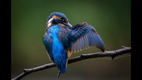 Kingfisher