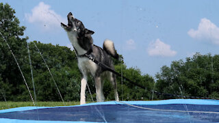 Husky Absolutely Loves Her New Splash Pad