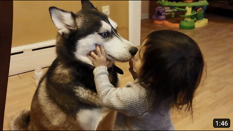 Baby Loves Siberian Husky Dog!