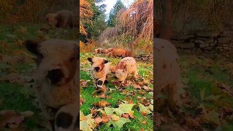 Amazing Animal video/