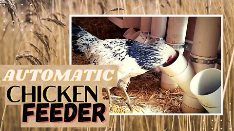 Automatic Chicken Feeder System | PVC Chicken Feeder | Automatic Chicken Feeder