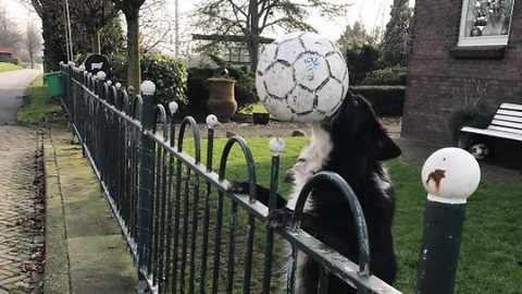 Creative dog does everyone in the neighborhood play ball with her LOOK HOW!