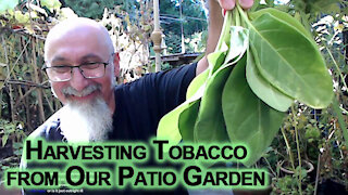 Harvesting Tobacco from Our Patio Garden [ASMR]