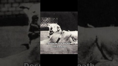 Hachiko | The Most Loyal Dog