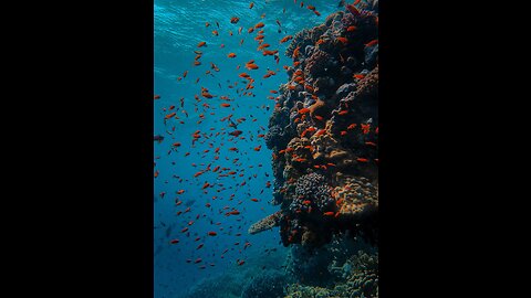 "Diving Deep:🌊🐬Unveiling the Wonders of Amazing Underwater Sea Life"🐋🌊🐬🪸