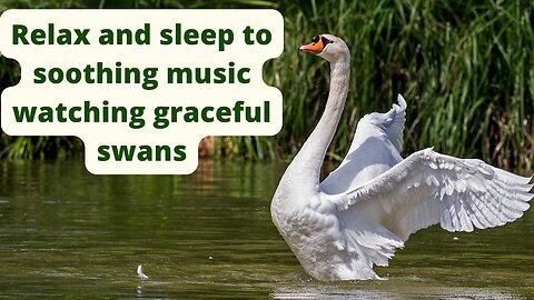 Relax and sleep to soothing music watching graceful swans