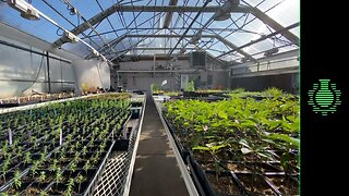 Inside Colorado's Weed Research Lab