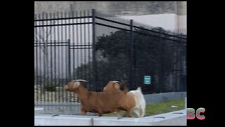 Mystery goats go on rampage through San Francisco streets