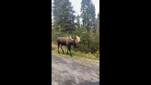 Huge Alaskan Bull moose grunts as he walks on by.