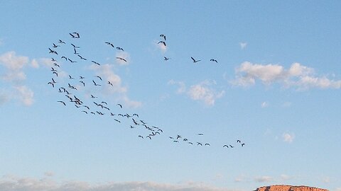 Geese Flock