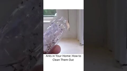 Ants in Your Home: How to Clean Them Out.