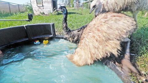 you CAN’T make an emu swim in the pool