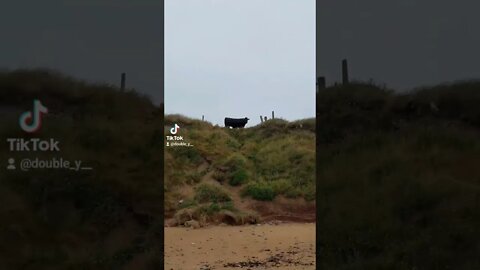 Cow on the beach 🐄 ⛱️ 🚶‍♂️ #morningwalk #walk #beach #ireland