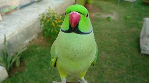 Super Cute Parrot Sounds
